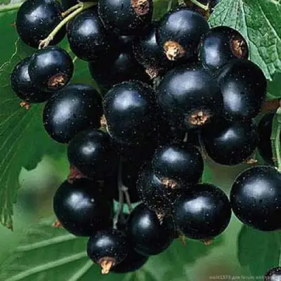 Смородина черная БЕН КОНАН в Бобруйске