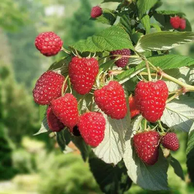 малина Рубифол