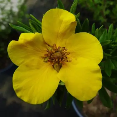 Лапчатка ГОЛДФИНГЕР кустарниковая в Бобруйске