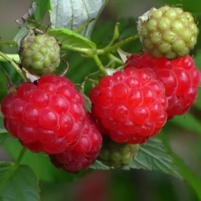 Малина СОЛНЫШКО в Бобруйске