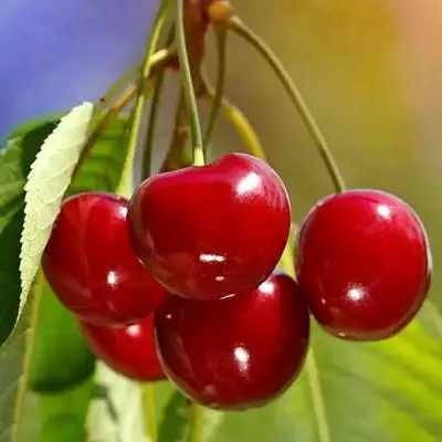 Черешня ТЕРЕМОШКА