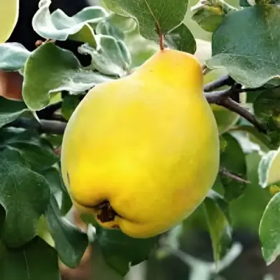 Айва МИР в Бобруйске