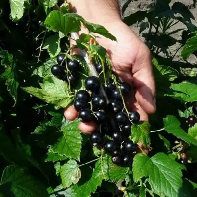 Смородина чёрная СЕЛЕЧЕНСКАЯ в Бобруйске