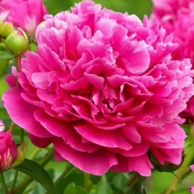 Пион НОЧНЫЕ ГРЕЗЫ древовидный в Бобруйске