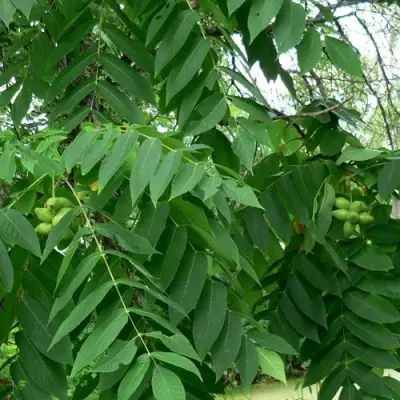 Орех МАНЬЧЖУРСКИЙ в Бобруйске
