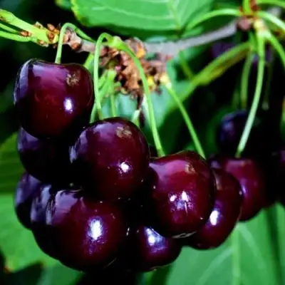 Дюк НОЧКА в Бобруйске