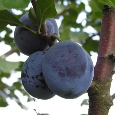 Слива ВЕНГЕРКА БЕЛОРУССКАЯ в Бобруйске