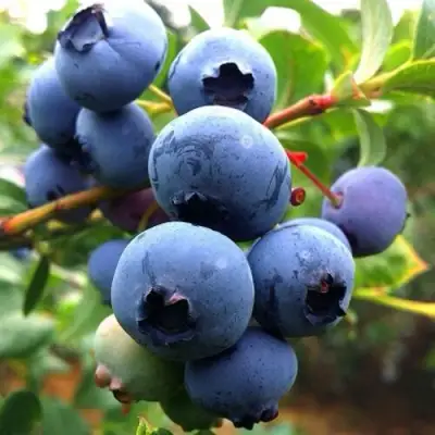 Голубика ДЮК в Бобруйске