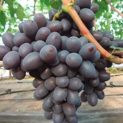 Виноград ПОДАРОК НЕСВЯТАЯ в Бобруйске