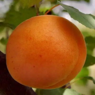 Абрикос ОЛИМП в Бобруйске