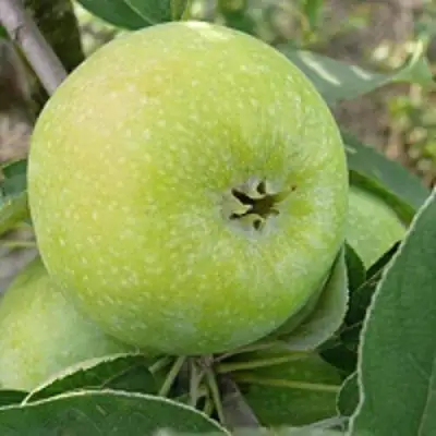 Яблоня РЕНЕТ СИМИРЕНКО в Бобруйске