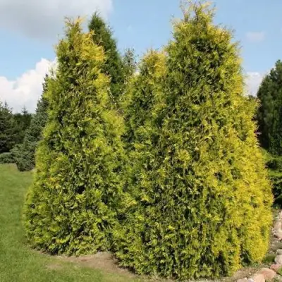 Туя АУРЕОСПИКАТА западная в Бобруйске