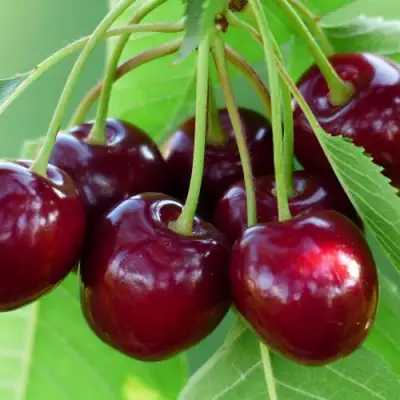 Дюк ЖИВИЦА (ЧЕРЕВИШНЯ) в Бобруйске