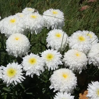 Нивяник ФИОНА ГОГХИЛЛ великолепный в Бобруйске