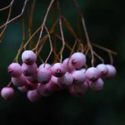 Рябина ПЕКИНСКАЯ сладкоплодная в Бобруйске