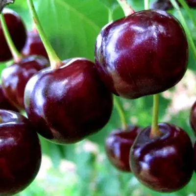 Дюк ЧУДО-ВИШНЯ в Бобруйске