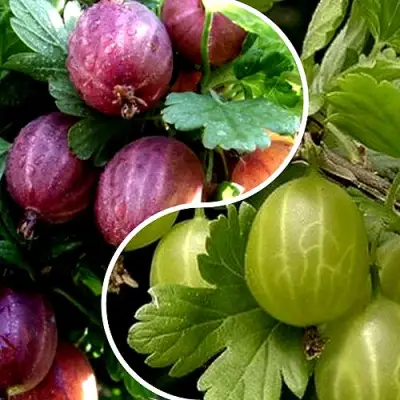 Комплект РЕДКИЙ СЧАСТЛИВЧИК в Бобруйске