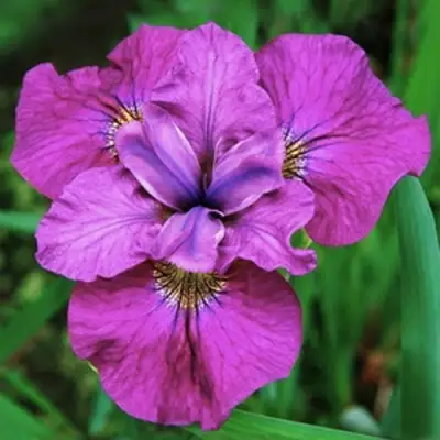 Ирис СИ Я ЛЕЙТЕР сибирский в Бобруйске