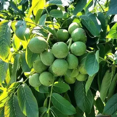 Грецкий орех  ИЗЯЩНЫЙ в Бобруйске