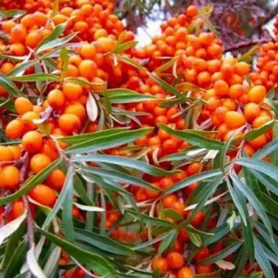 Облепиха ВОРОБЬЕВСКАЯ в Бобруйске