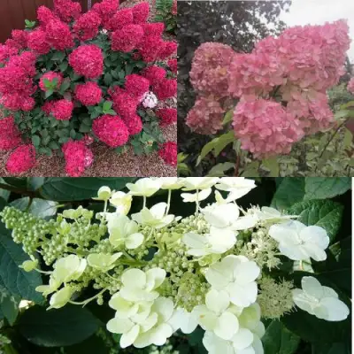 Комплект САД ЭМОЦИЙ в Бобруйске