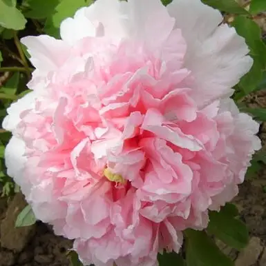 Пион БУКЕТ РОЗОВЫХ ГВОЗДИК древовидный в Бобруйске