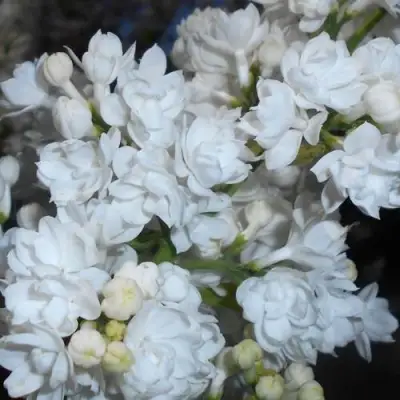 Сирень МИСС ЭЛЕН ВИЛМОТТ в Бобруйске