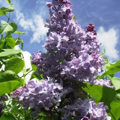 Сирень КРЫЛЬЯ НАДЕЖДЫ в Бобруйске