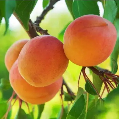 Абрикос ДЕБЮТ в Бобруйске