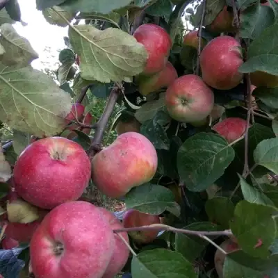 Яблоня АЛЬВА в Бобруйске