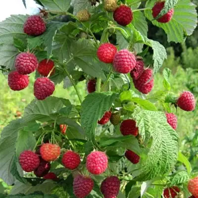 Малина БРУСИЛОВСКАЯ в Бобруйске