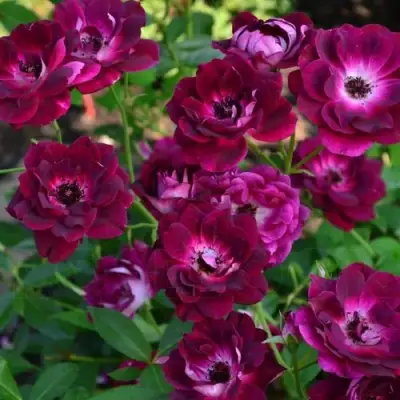 Роза БУРГУНДИ АЙС флорибунда в Бобруйске