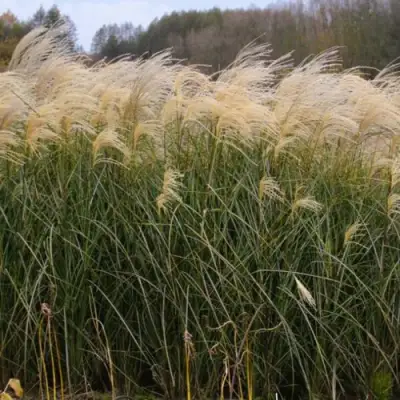 Мискантус ВАНИЛЛА СКАЙ китайский в Бобруйске