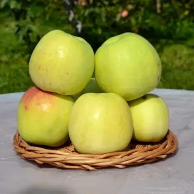 Яблоня БИРСКОЕ ГРУШЕВОЕ (БИЧИК) в Бобруйске