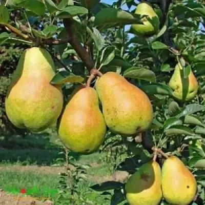 Груша ДОБРЯНКА в Бобруйске