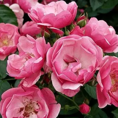 Роза АНГЕЛА флорибунда в Бобруйске