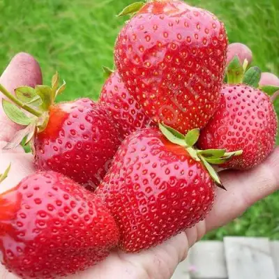 Клубника ЭЛИАНЕ в Бобруйске