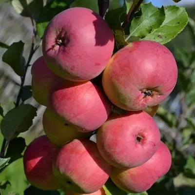 Яблоня ВЭМ-РОЗОВЫЙ в Бобруйске