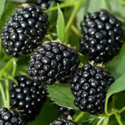 Ежевика ТРИПЛ КРАУН бесшипная  в Бобруйске