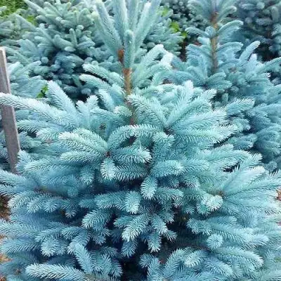 Ель МАДЖЕСТИК БЛЮ колючая в Бобруйске