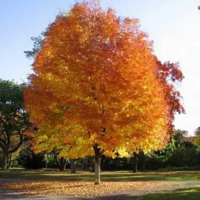 Клен серебристый в Бобруйске