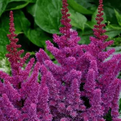 Астильба БЛЭК ЭНД БЛУ китайская в Бобруйске