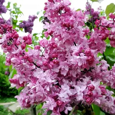 Сирень ОЛИМПИАДА КОЛЕСНИКОВА в Бобруйске