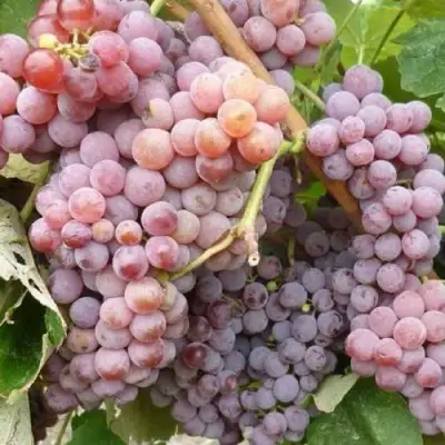 Виноград РИЛАЙНС ПИНК СИДЛИС в Бобруйске
