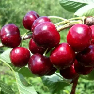 Вишня ВЯНОК в Бобруйске