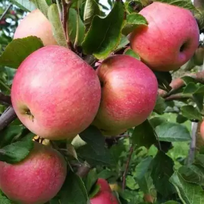 Яблоня ТЕРЕМОК в Бобруйске