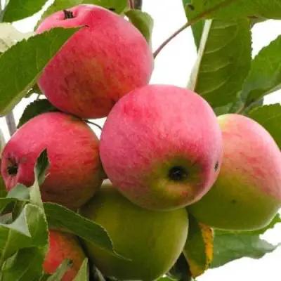 Яблоня МЕЧТА в Бобруйске