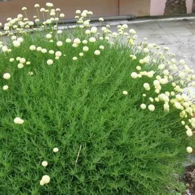 Сантолина зеленеющая в Бобруйске