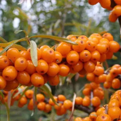 Облепиха РОСИНКА в Бобруйске