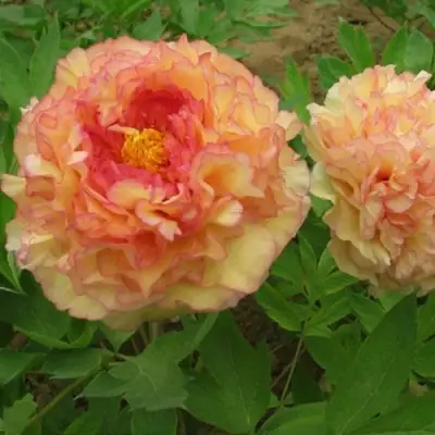 Пион ЗОЛОТАЯ РОССЫПЬ древовидный в Бобруйске